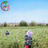Conventional Goji Berry