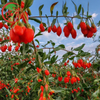 Conventional Goji Berry