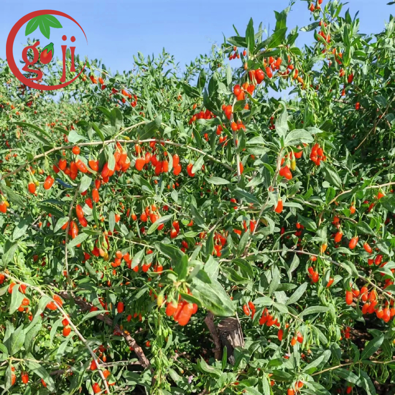 EU Standard Low-Pesticide Goji Berry