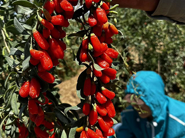 Organic Goji Berry Suppliers