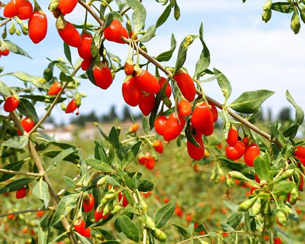 How To Grow Goji Berry in Your Garden?