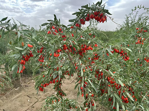 Organic Goji Berry Suppliers