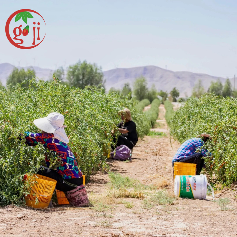 EU & USDA Certified Organic Goji Berry