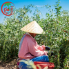 EU Standard Low-Pesticide Goji Berry