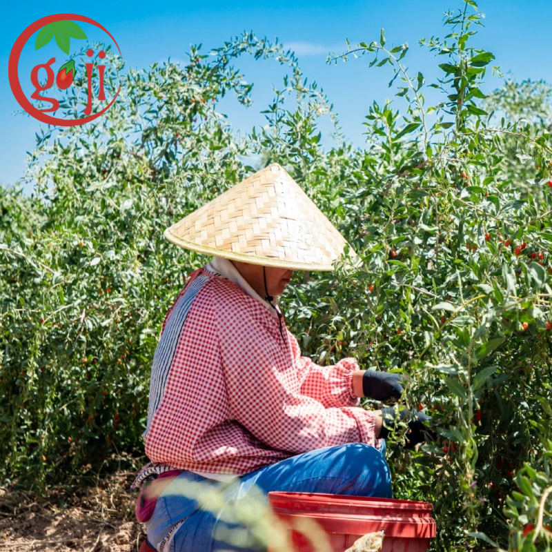 EU Standard Low-Pesticide Goji Berry