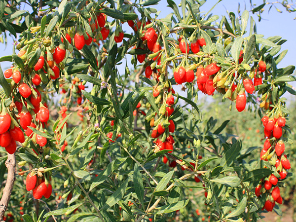 Organic Goji Berry Growing Bases