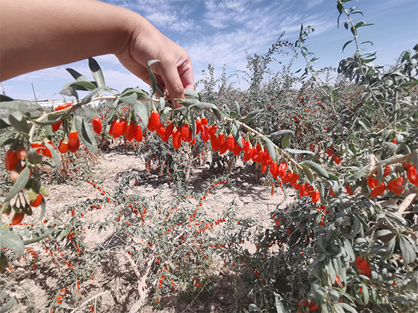 Organic Goji Berry Growing Bases