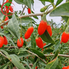 EU & USDA Certified Organic Goji Berry