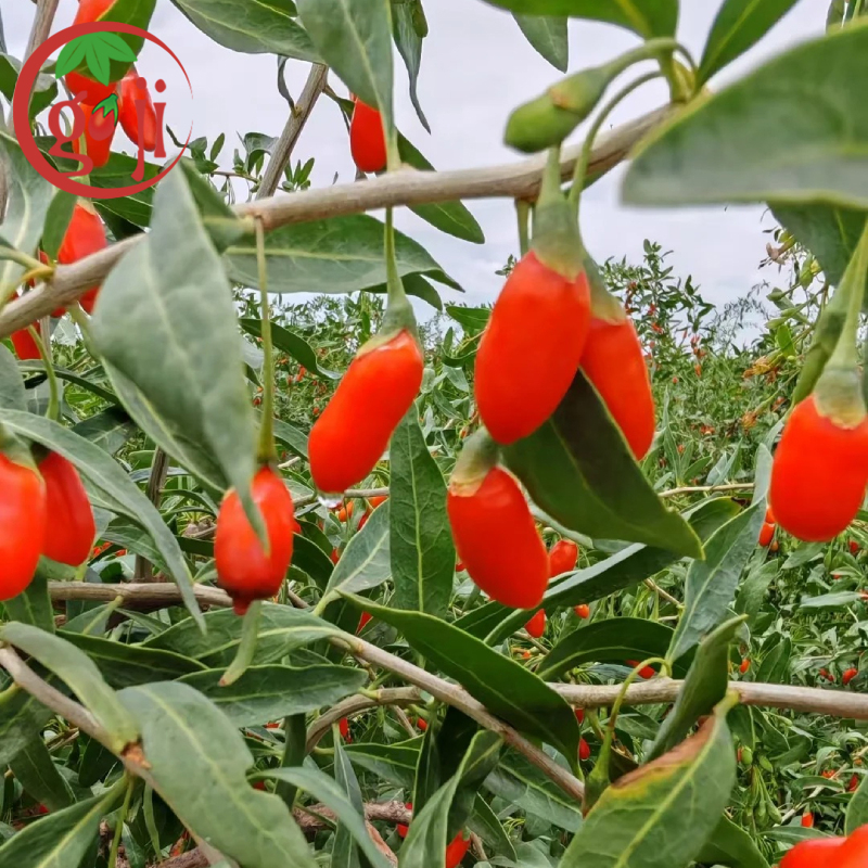 EU & USDA Certified Organic Goji Berry