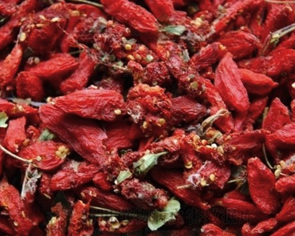 How To Control The Pests And Diseases of Goji Berry?