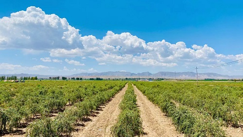 EU Certified Organic Goji Berry