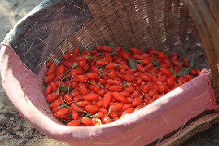 Organic Goji Berry Suppliers | Ningxia Pure Goji Biology Technology Co.,Ltd