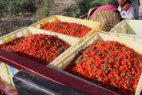Ningxia goji berry plantation