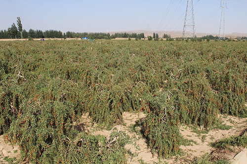 Organic Goji Powder OEM Supplier